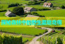 探秘森林中的野生蘑菇奇观