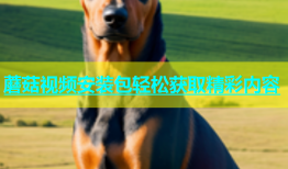蘑菇视频安装包轻松获取精彩内容