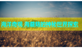 海洋奇观 海蘑菇的神秘世界探索
