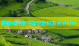 蘑菇视频带你探索奇幻的菌类世界