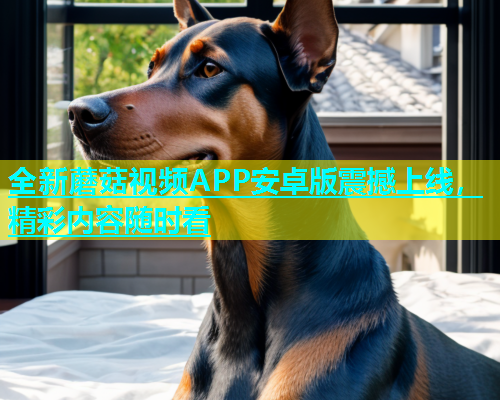 全新蘑菇视频APP安卓版震撼上线，精彩内容随时看