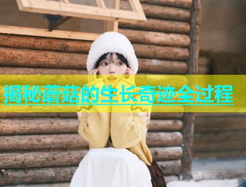 揭秘蘑菇的生长奇迹全过程